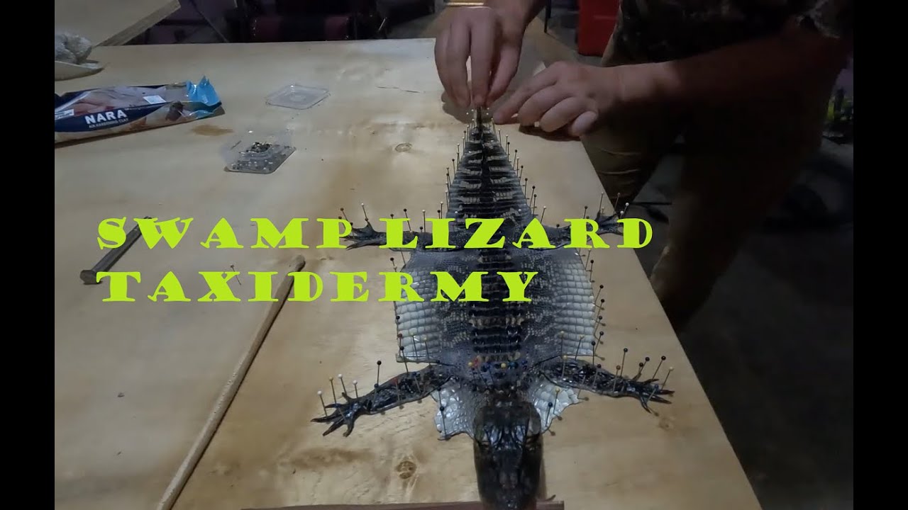 How to Taxidermy/Mount a Baby Gator(Rugshell)