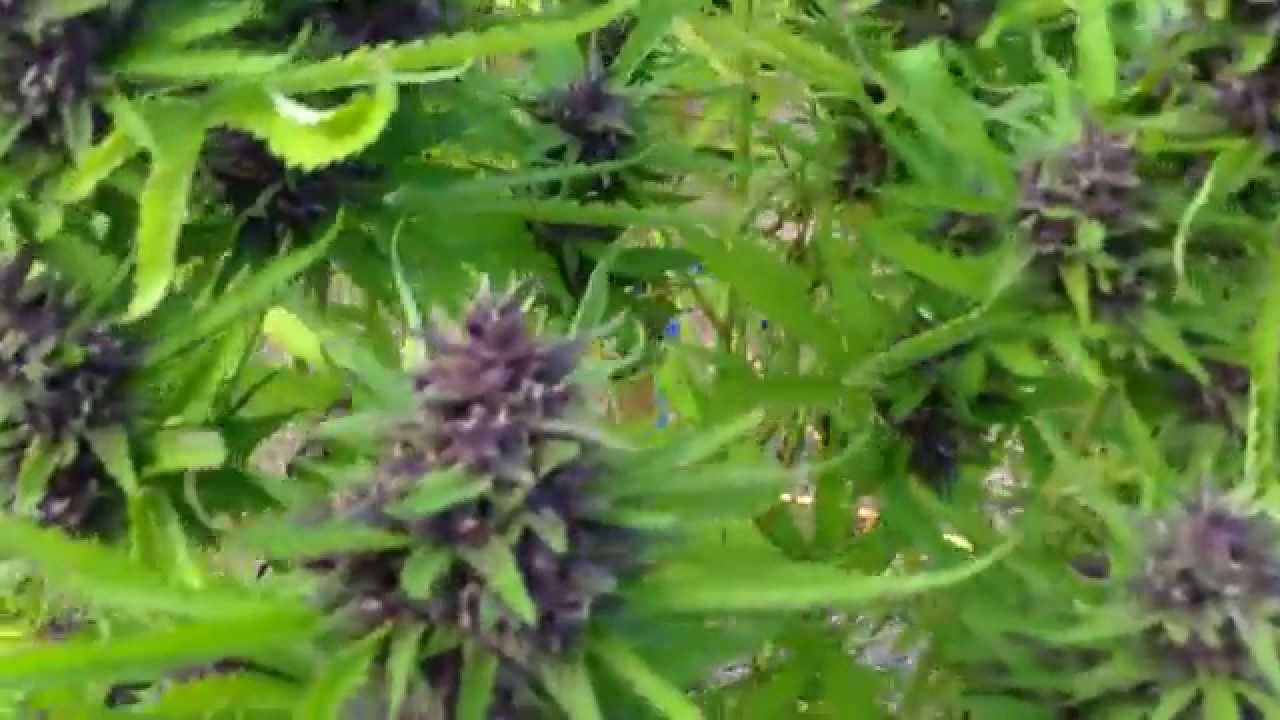 Warren Puffit Presents the: TRIPLE_P_OG