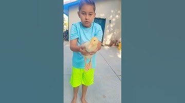 How to pick up a duck (advanced method)