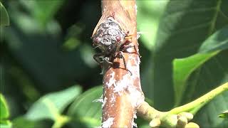 видео: Цикадки  Июль 2020 картинка: Цикадки  Июль 2020