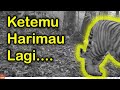 Pasang kamera trap di lokasi baru, langsung ketemu Harimau Sumatera (Kamera No. 3)