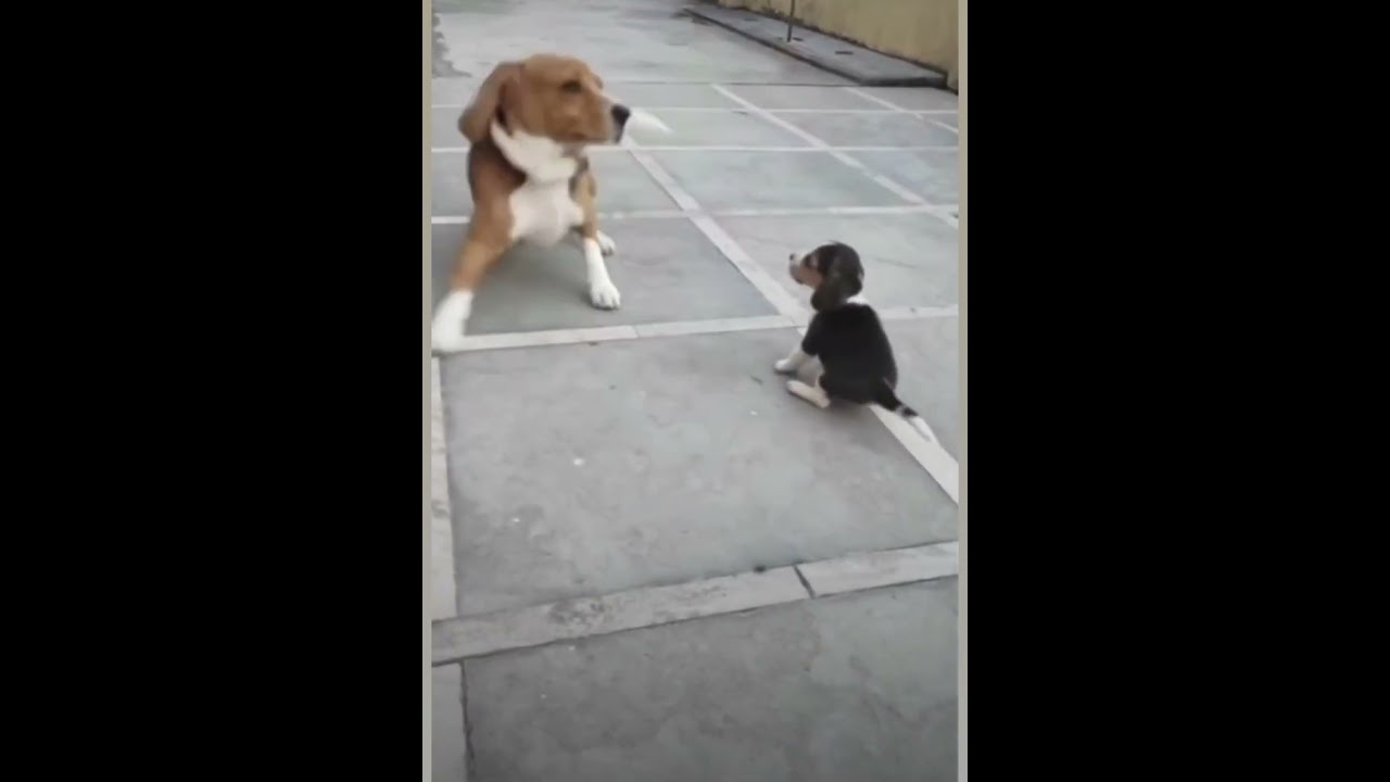 Pocket Beagle mother and puppy barking 