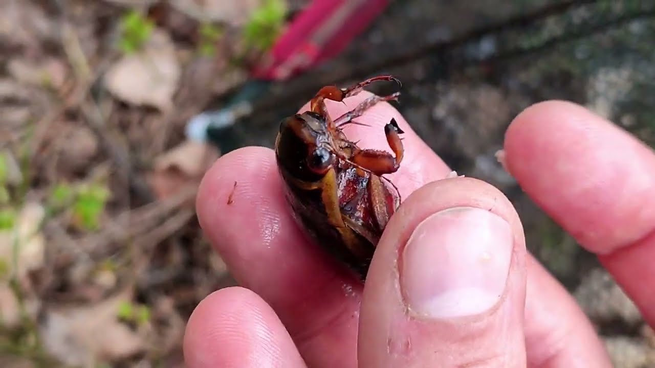 Dytiscus latissimus (широчайший плавунец)! Проверка ловушек на жуков-плавунцов.