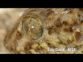 Геккон каспийский (Cyrtopodion caspius) - Caspian Bent-toed Gecko | Film Studio Aves