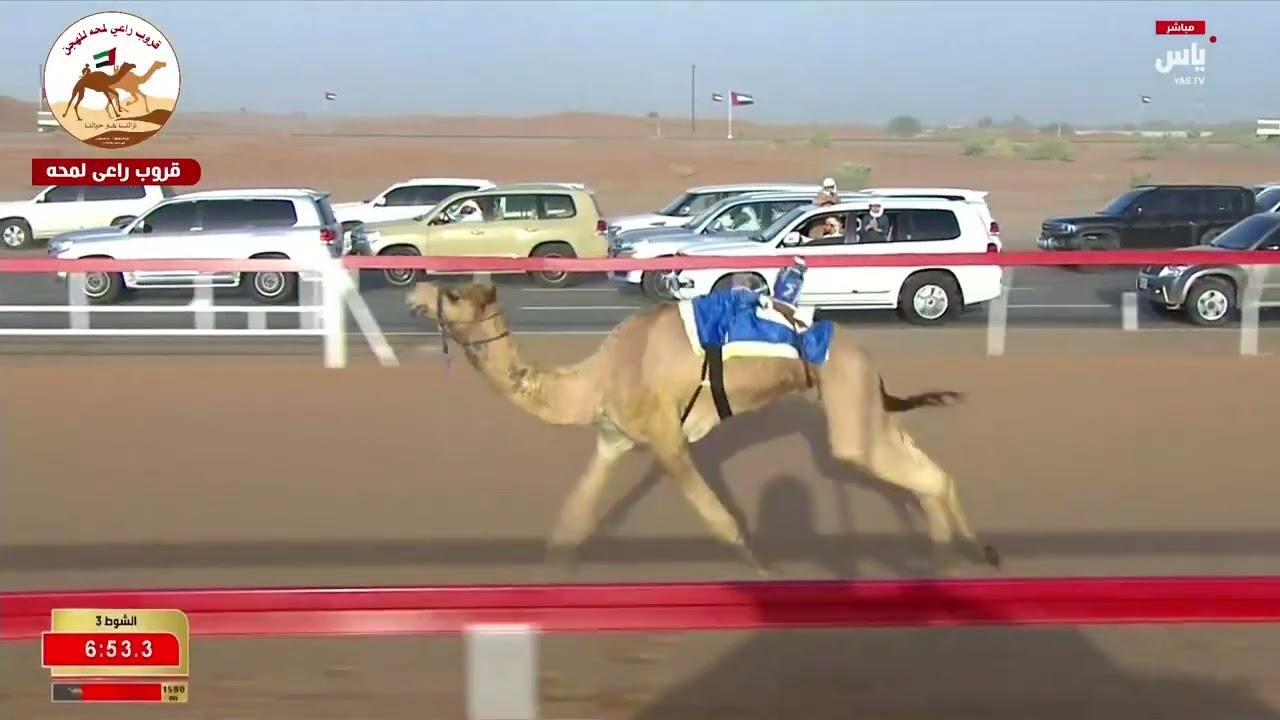 ش3 ( بندقية زمول مفتوح ) صقر لـ مانع علي بن حماد الشامسي 9:31:38( مهرجان الشيخ محمد بن زايد 2025 )