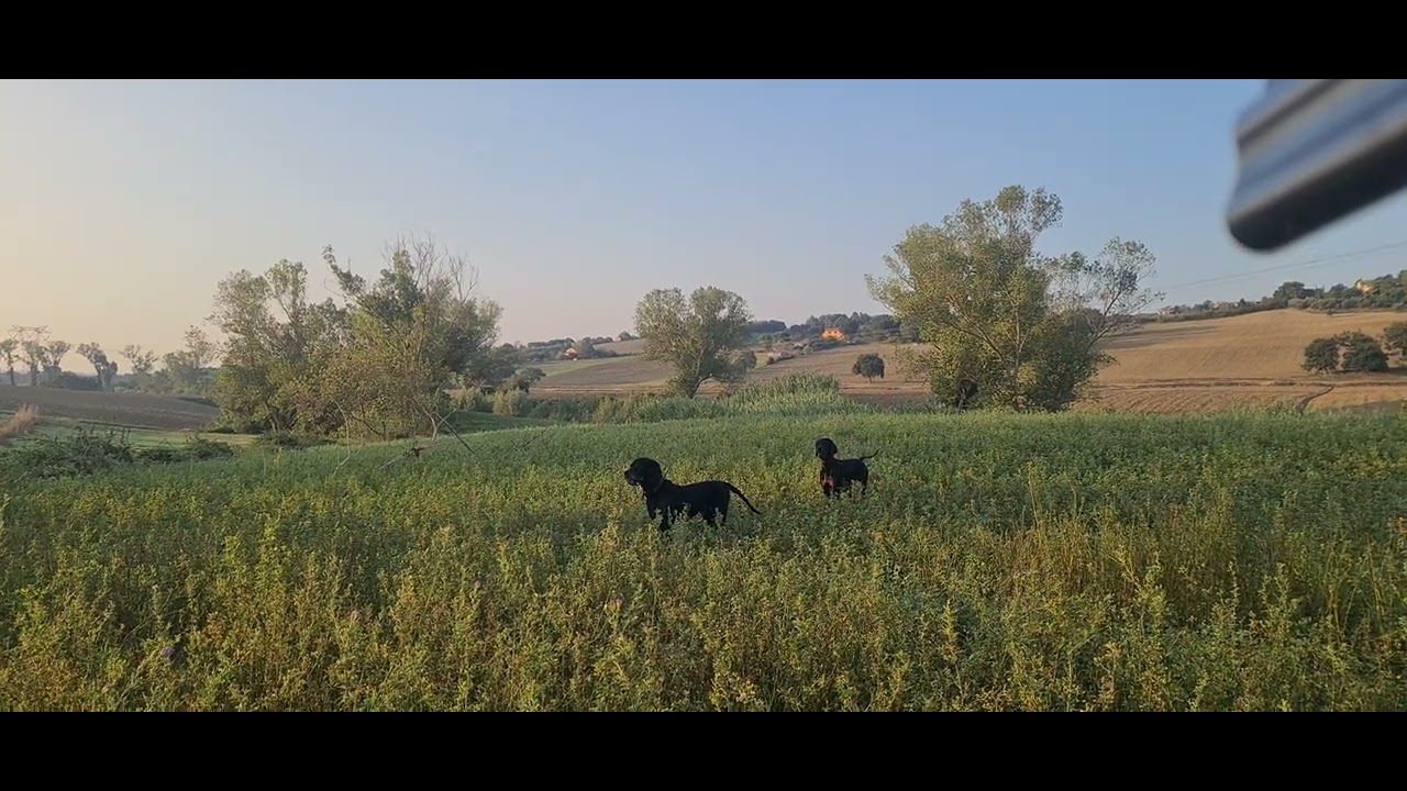 il gordon e il fagiano