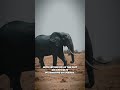 Elephant Spirit Animal