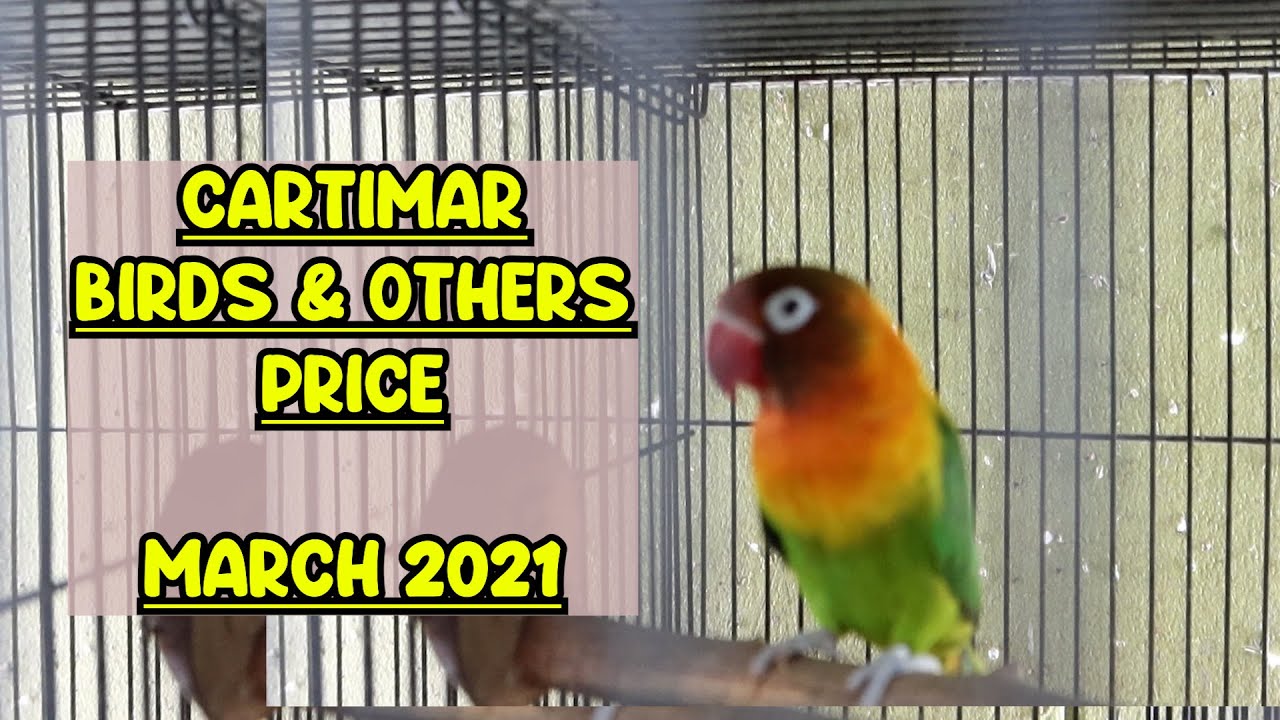 CARTIMAR BIRDS & OTHERS PRICE MARCH 2021 UPDATE (Birds, Hamster, Rabbit, Hedge Hog, Guinea, Gerbil)