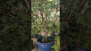 CEASA DE SOROCABA SP 🇧🇷 MUDA DE JABOTICABA #sorocaba #jaboticaba