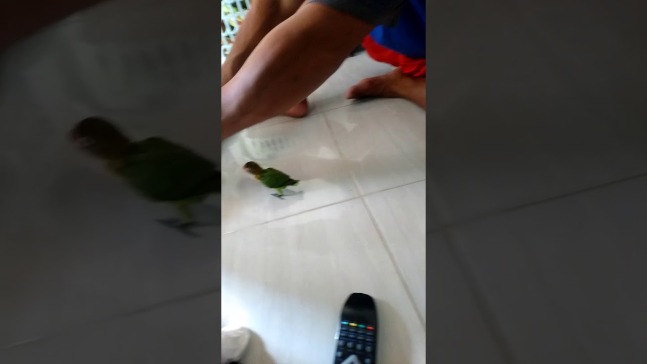 Tips cara menjinakkan lovebird(1) 