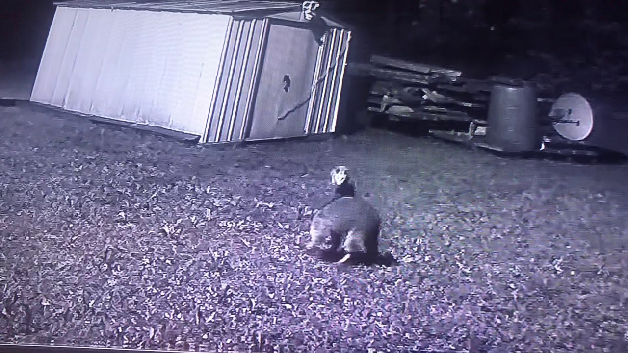 Awesome Opossum vs raccoon - YouTube