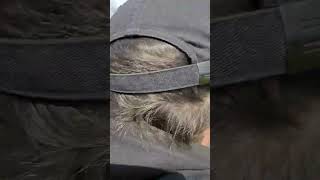 Best Way To Give The Dogs A Good Run