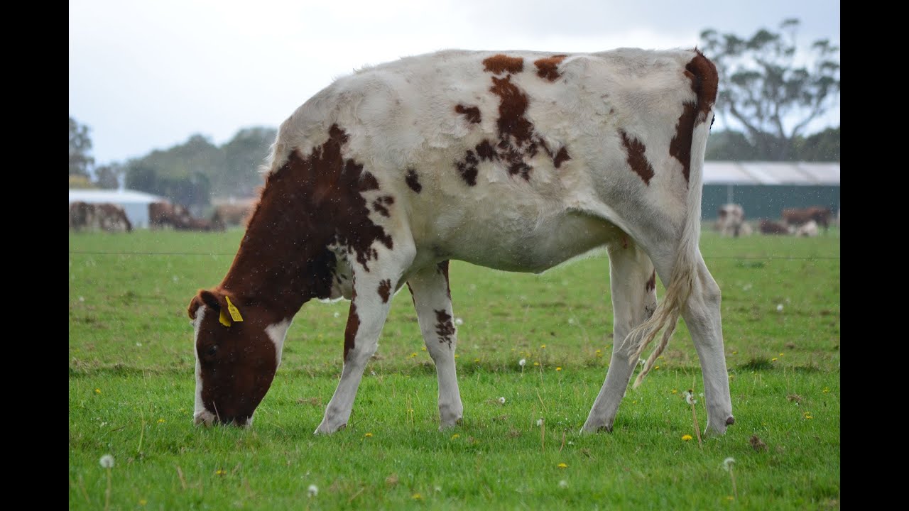 Lot 51 - Boldview DWR Rosey