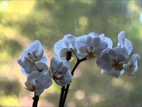 Mushaboom, Bright Eyes (Cover)