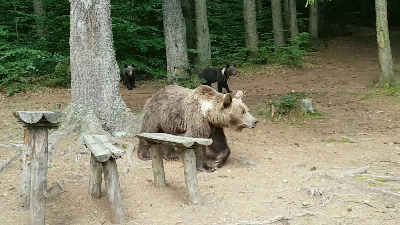 Székelyföld - Medvék a Szent Anna tónál,