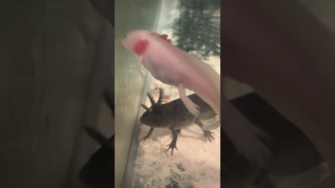 Young Axolotls #axolotl #axol #fish #fishtank #aquarium