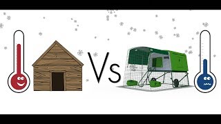 eglu coop chicken cube poulailler froid