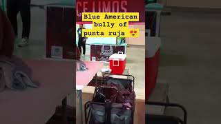 Blue American bully #ytviral #ytshort #trending #americanbully #bully #viral #viralvideo