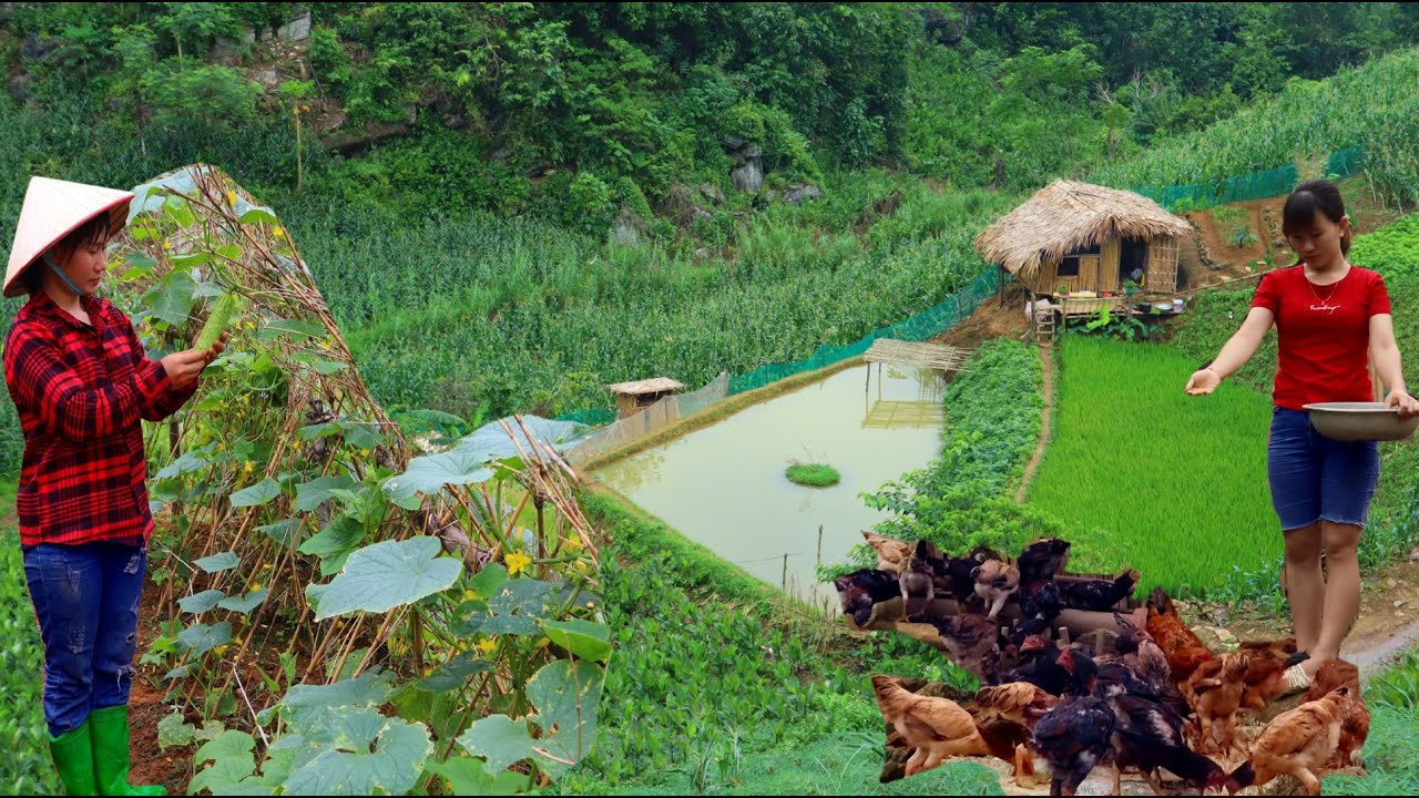 Строим новую жизнь эпизод 1 | ухаживать за фермой и бахчевым садом | Фермерская девушка