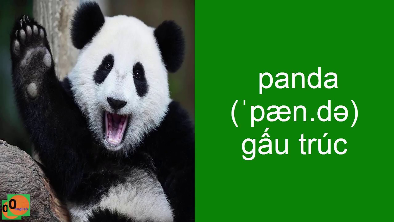 Tên Các Con Vật Bằng Tiếng Anh - youtube