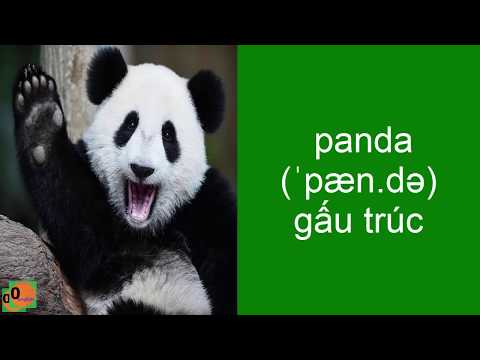 Video Tên Các Con Vật Bằng Tiếng Anh - youtube