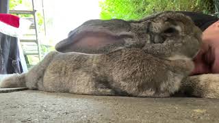 Love and cuddles from a giant rabbit.