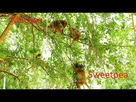baby monkey pet stores MG ! Sweetpea gets mistreat By Macus Scream too Loudly , Pity Sweetpea Scream loudest scare Macus.