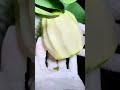 奶油软芭乐 冰淇林口感 Soft Creme Guava With Ice Cream Texture Food Fruit 奶油软芭乐 冰淇林口感 Soft Creme Guava With Ice Cream Texture Food Fruit