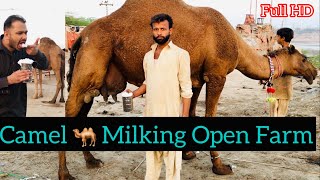 Camel🐪Milking | Salty? | اونٹ کا دودھ | ऊँटनी का दूध | Camel qurbani | Camel TikTok | #SmagoS