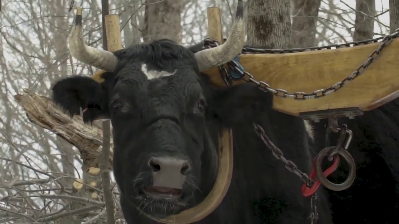 Yoke of Jesus, Matt 112830. Matt 112830 Bible Portal