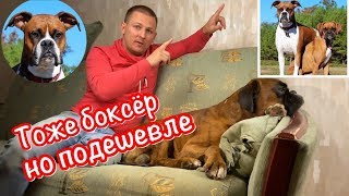 Купить собаку.Купить щенка.Немецкий боксер.Авито или рынок Садовод