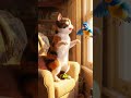 He thinks he’s a TIGER! 🐯😂 #shorts  #funnycats  #cat