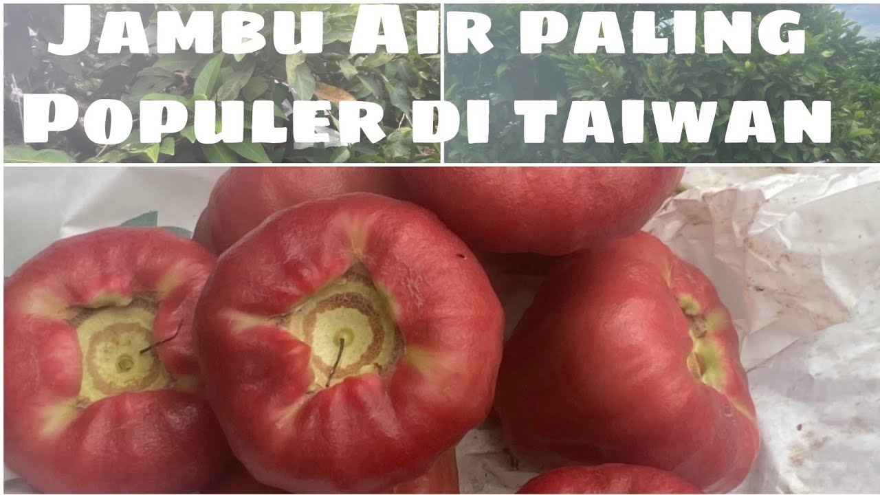 Jambu Air Red Taiwan ,Jambu Yang paling Disukai Warga Taiwan