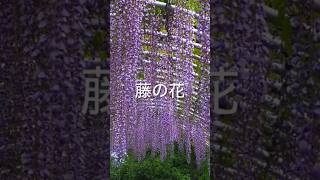 2026年4月24日 ♫ダンシングクイーン