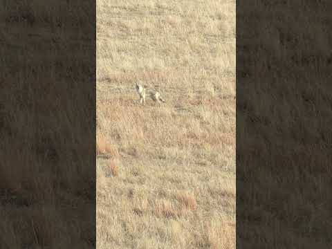 Coyote tries to get away! #coyotehunting #predatorhunting