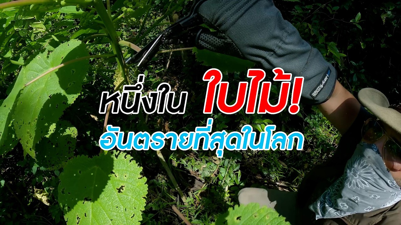 หนึ่งใน 'ใบไม้' อันตรายที่สุดในโลก