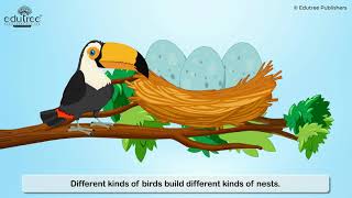 Science Scope Grade – 3 (Chapter  7) – Nests