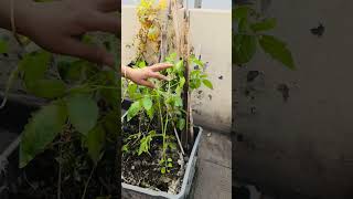 সব পরে যাচ্ছে #gardening #greenlove #greenrooftop #garden #fruit #vegetablegarden