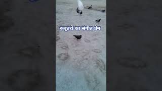 Kabootaron Ka Sangeet Prem | कबूतरों का संगीत प्रेम #pigeon #guitar #shorts #mathematicsshala