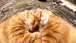 二匹の茶トラ猫が抱き合って、天使のような寝顔で眠る