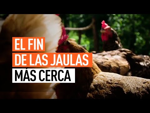 Los huevos libres de jaula ya ocupan el 50% de los lineales de los supermercados