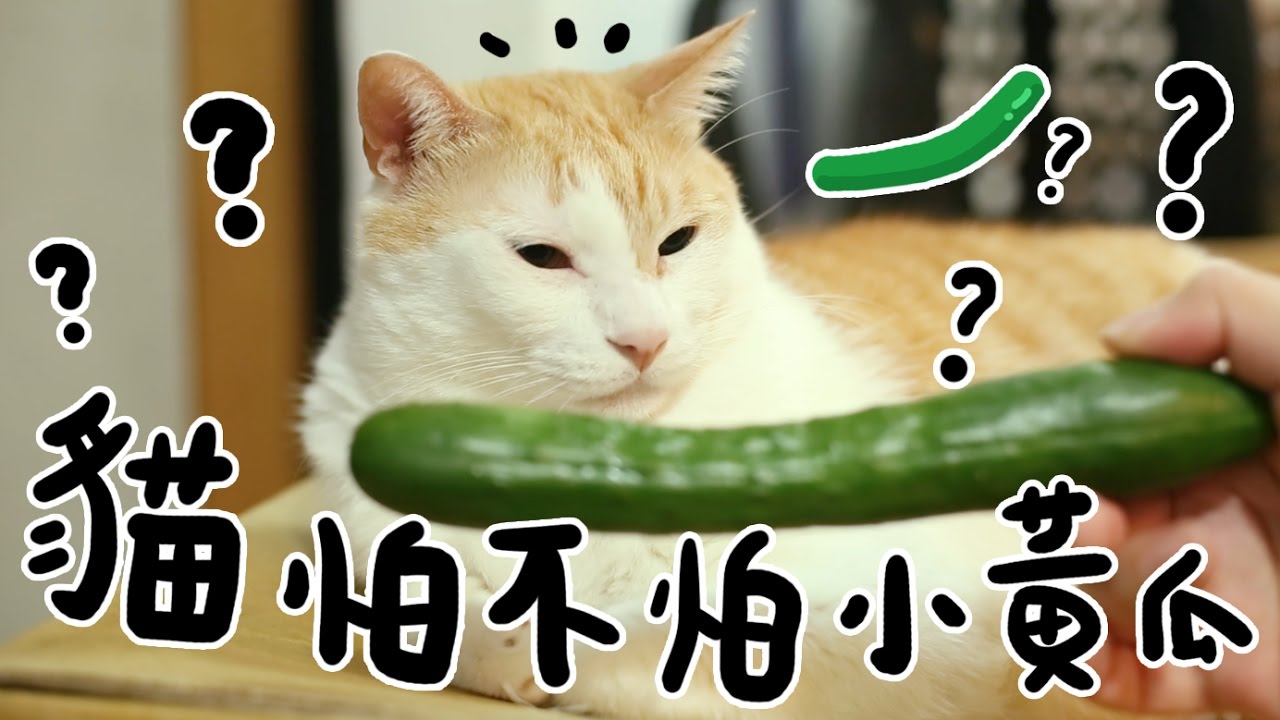 黃阿瑪的後宮生活-貓到底怕不怕小黃瓜？