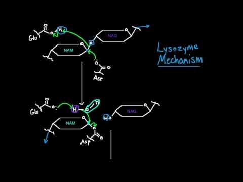 Video: Jaký je mechanismus účinku lysozymu?