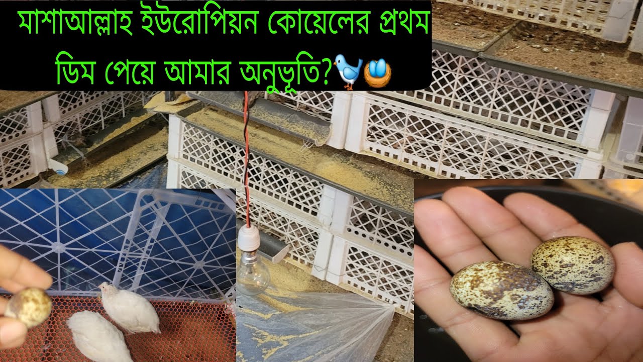 আসসালামু আলাইকু ওয়ারাহমাতুল্লাহ মাশাআল্লাহ ইউরোপিয়ান কোয়েলের প্রথম ডিম পেয়ে আমার অনূভূতি কেমন?🐦🥚🥚