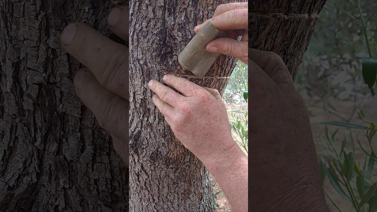 INNESTO A PEZZA DI CELINO COSIMO