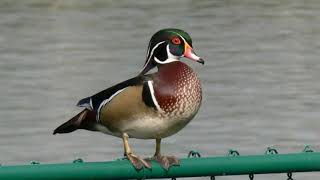 Wood Duck Sound Video: Bird Songs Eastern North America-North American Waterfowl Nature Sounds