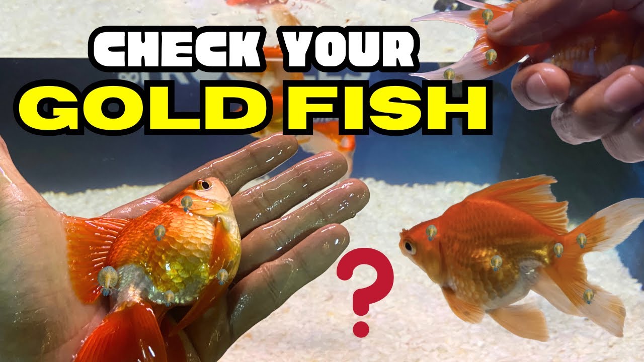 How To Remove Lice From Aquarium Goldfish YouTube