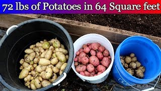 Potato Harvest 2018 - 64 Square Foot Raised bed