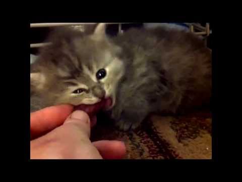3 week old foster kitten gets first taste of RAW! ~ RUNT of the litter weighing 8oz