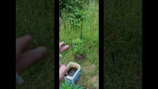 outdoor uk guerilla grow 2023 #right2growUK